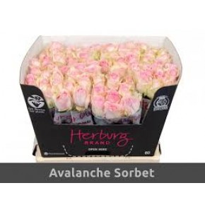 ΤΡΙΑΝΤΑΦΥΛΛΑ ΡΟΖ 60εκ. ROSEN  AVALANCHE SORBET 60cm